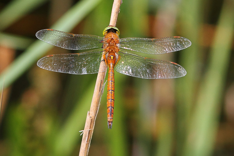Isoaeschna isoceles (Green-eyed Hawker) male 1.JPG